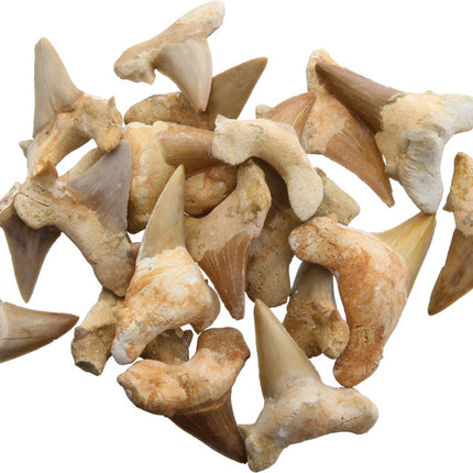 Shark Tooth Fossils 1.5 Inch