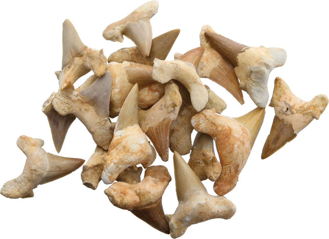 Shark Tooth Fossils 1.5 Inch