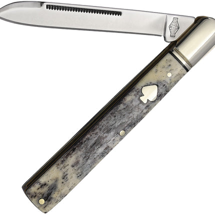 Black Appaloosa Doctor