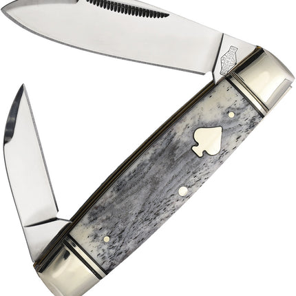 Black Appaloosa Senator