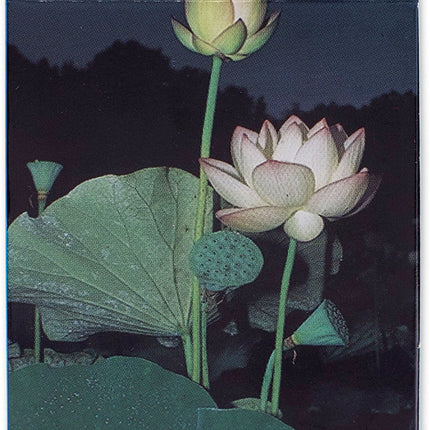 Edible and Poisonous ID Cards