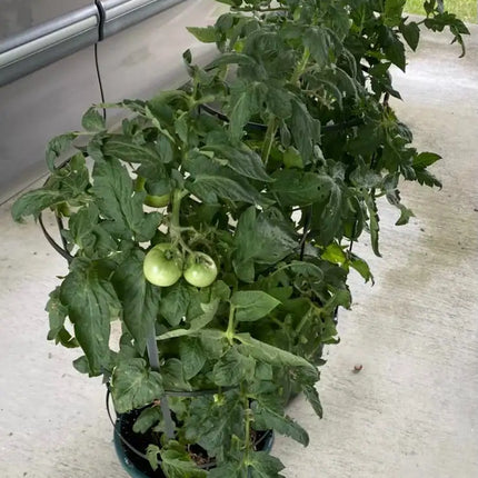 12" Vista Tomato Planter w/ Removable Trellis